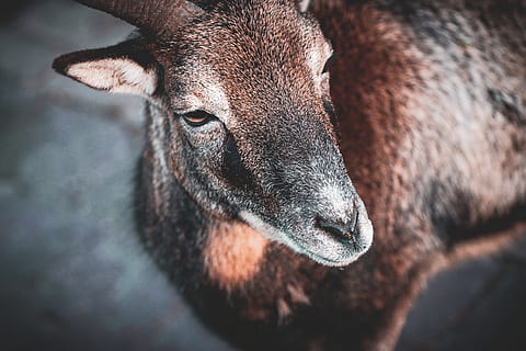 braune Hirsche, Tier, Tierwelt, Säugetier, Ziege, Bergziege, Hirsch, Winter, Natur, Antilope, wolle, Schaf, Gazelle, Elch, Ohr, Musikinstrument, Messing Abschnitt, Kuhglocke, Venen, Marmor, Tierthemen, ein Tier, Tierkörperteil, Haustiere, Tierkopf, Nahansicht, Wirbeltier, keine Leute, Porträt, Vieh, Fokus auf den Vordergrund, Tiere in freier Wildbahn, inländisch, Kamera betrachten, pflanzenfressend, Tag, Schnauze, Tierauge, tierische Nase, 4K, CC0, gemeinfrei, lizenzfrei