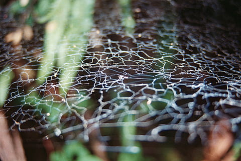 xile, pucon, teranyina, patró, bosc, detalls, resum, aranya, enfocament selectiu, primer pla, fragilitat, cap gent, dia, naturalesa, planta, vulnerabilitat, complexitat, creixement, patró natural, part de la planta, full, a l'aire lliure, centrar-se en primer pla, bellesa a la natura, arbre, 2K, CC0, domini públic, lliure de regalies