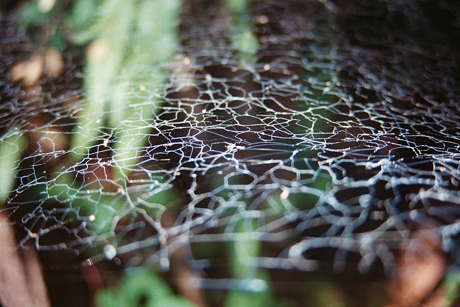xile, pucon, teranyina, patró, bosc, detalls, resum, aranya, enfocament selectiu, primer pla, fragilitat, cap gent, dia, naturalesa, planta, vulnerabilitat, complexitat, creixement, patró natural, part de la planta, full, a l'aire lliure, centrar-se en primer pla, bellesa a la natura, arbre, 2K