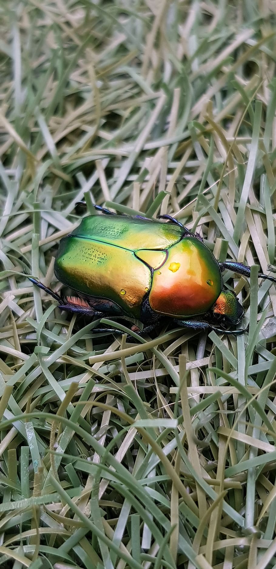 error, escarabat, increïble, bonic, insecte, fauna animal, animals a la natura, un animal, animal, temes d'animals, color verd, invertebrat, primer pla, cap gent, naturalesa, planta, dia, vista d’angle alt, vertebrats, a l'aire lliure, bellesa a la natura, groc, herba, 4K