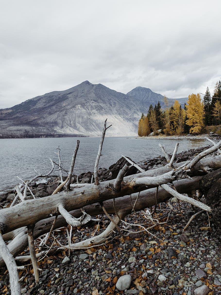 Driftwood grigio, stati Uniti, Columbia Falls, Driftwood, legna, macerie, ghiaia, strada sterrata, strada, legname, terra, suolo, all'aperto, scenario, natura, paesaggio, flora, pianta, albero, costa, oceano, montagna, bellezza nella natura, scenics - natura, scena tranquilla, la tranquillità, cielo, acqua, nuvola - cielo, nessuno, scena non urbana, giorno, inverno, temperatura fredda, pianta morta, 4K