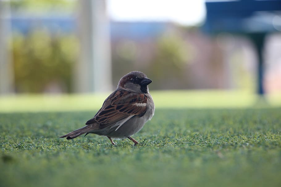 uccello, erba, macro, un animale, vertebrato, fauna selvatica, animali allo stato selvatico, giorno, messa a fuoco selettiva, nessuno, lunghezza intera, all'aperto, avvicinamento, natura, appollaiati, concentrarsi sulle conoscenze acquisite, vista laterale, pianta, livello di superficie, 5K
