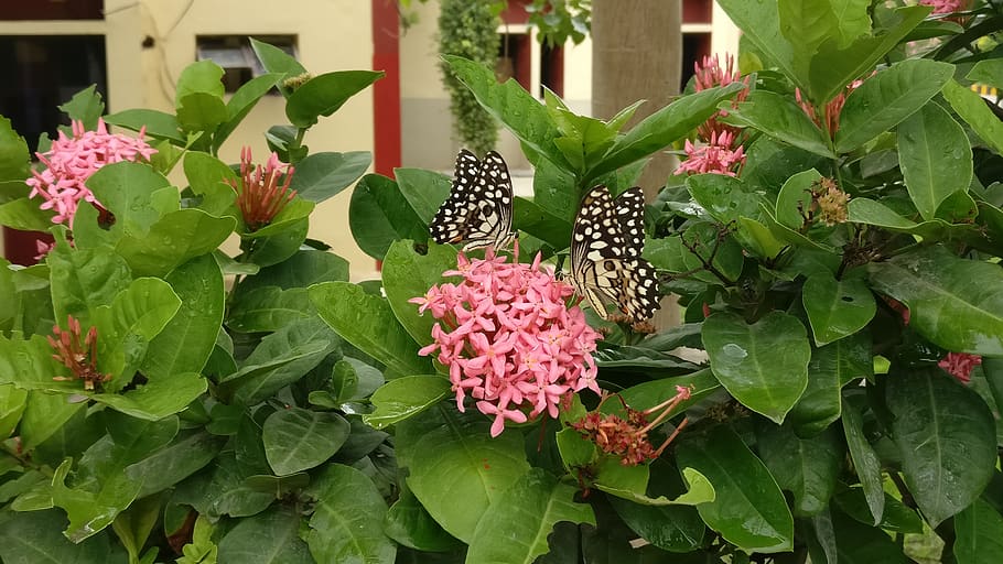 Índia, andhra pradesh, part de la planta, planta amb flors, full, flor, planta, bellesa a la natura, vulnerabilitat, creixement, fragilitat, color verd, pètal, frescor, naturalesa, cap de flor, cap gent, color rosa, dia, primer pla, inflorescència, invertebrat, ala dels animals, a l'aire lliure, papallona - insecte, lantana, polinització, lila, 4K