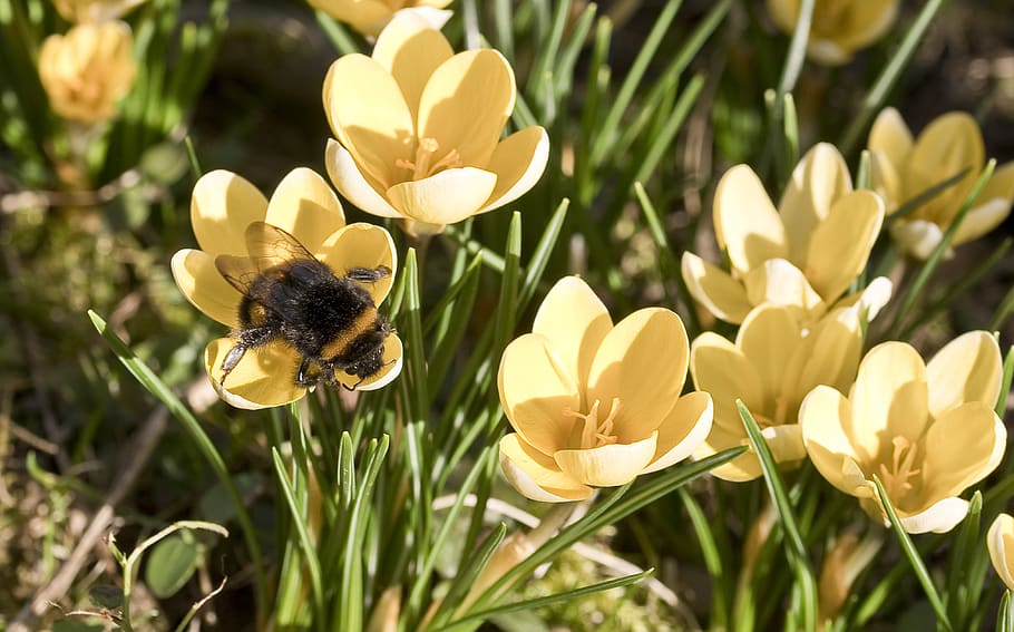 insecte, hummel, safrà, espolvorear, flor, florir, pol·len, jardí, primer pla, planta amb flors, planta, bellesa a la natura, fragilitat, vulnerabilitat, pètal, frescor, creixement, cap de flor, fauna animal, animal, temes d'animals, inflorescència, animals a la natura, abella, invertebrat, un animal, cap gent, groc, polinització, 4K