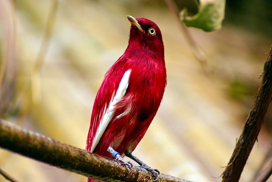 bombeig de cotinga, vermell, pompadour, cotinga, ocell, tropical, vida salvatge, colorit, animal, exòtic, plomes, plomatge, bec, color, brillant, madison, Wisconsin, zoo, temes d'animals, fauna animal, vertebrats, animals a la natura, un animal, posat, branca, arbre, centrar-se en primer pla, primer pla, cap gent, dia, planta, longitud completa, naturalesa, a l'aire lliure, part del cos dels animals, 2K