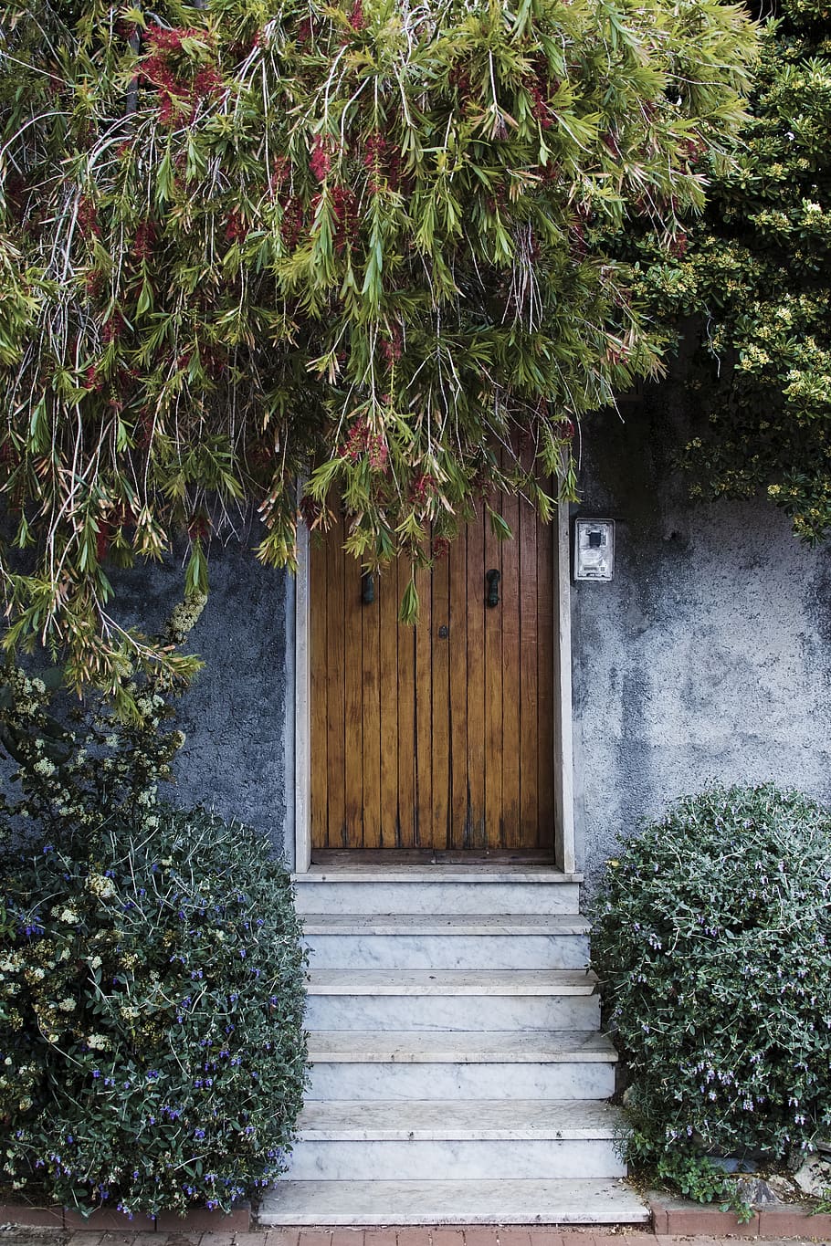 planta de fulla verda, planta, creixement, arquitectura, estructura construïda, entrada, casa, exterior de l'edifici, naturalesa, porta, edifici, tancat, color verd, cap gent, dia, arbre, a l'aire lliure, heura, material de fusta, part de la planta, full, cobertura, 5K