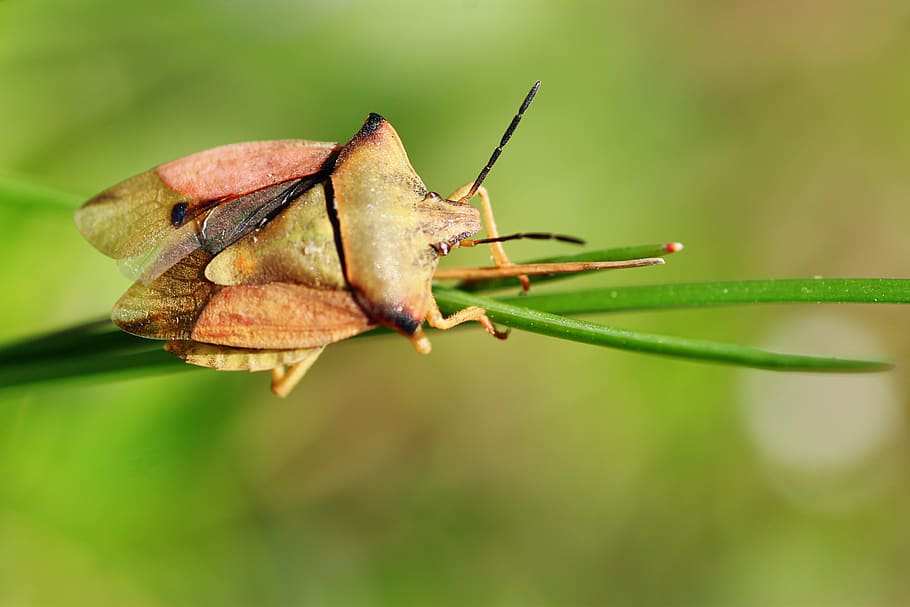 carpocoris fuscispinus, insecte de fruita del nord, error, insecte, naturalesa, primer pla, escarabat, foto d’insectes, macro, estiu, jardí, petit, fulla d'herba, bonic, planta, primavera, temporada, part de la planta, full, centrar-se en primer pla, color verd, cap gent, dia, vulnerabilitat, enfocament selectiu, bellesa a la natura, fragilitat, a l'aire lliure, creixement, sec, invertebrat, animals a la natura, animal, temes d'animals, fulles, 4K