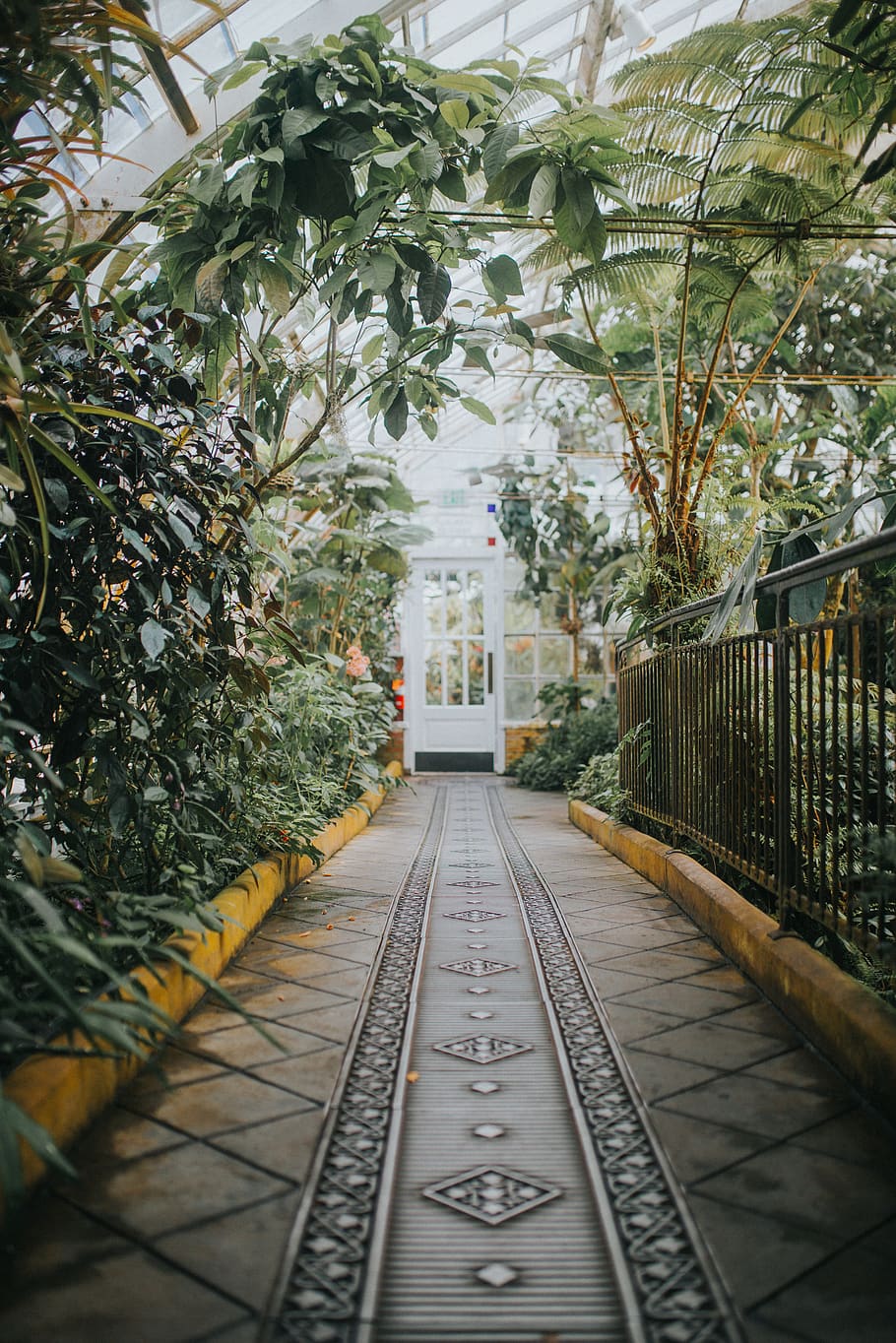 grigio, giallo, sentiero, giardino, all'aperto, pergolato, pianta, conservatorio di fiori, Stati Uniti d'America, San Francisco, passerella, corridoio, marciapiede, porta, foglia, serra, albero, le foglie, fogliame, natura, intarsio, verde, conservatorio, la strada davanti, direzione, prospettiva decrescente, architettura, giorno, struttura costruita, crescita, nessuno, punto di fuga, mezzi di trasporto, connessione, metallo, colore verde, ponte, lungo, 5K
