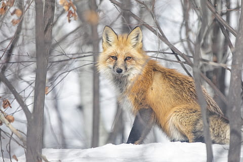 raposa marrom, um animal, neve, temas animais, animal, inverno, temperatura fria, animais selvagens, animais em estado selvagem, mamífero, Raposa, árvore, natureza, vertebrado, ninguém, dia, retrato, ao ar livre, terra, focar em primeiro plano, 4K, CC0, domínio público, royalty free