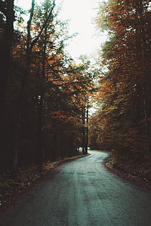 sentiero, circondato, alberi, strada, foresta, albero, cupo, bagnato, pioggia, piovoso, carreggiata, autunno, lunatico, natura, buio, all'aperto, bosco, paesaggio, foglia, stagione, scena rurale, luce del sole, Paesaggi, bellezza nella natura, nessuno, scena non urbana, giallo, colore verde, luce - fenomeno naturale, viaggio, asfalto, nebbia, estate, mattina, sole, raggio di sole, strada a corsia unica, giorno, parco - spazio creato dall'uomo, color oro, rosso, colore arancione, corsia, ramo, scena tranquilla, immagine a colori, strada di campagna, ambiente, tramonto, 5K, CC0, dominio pubblico, privo di copyright