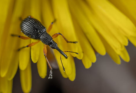 fotografia del primo piano del tonchio, scarafaggio, insetto, avvicinamento, flora, fiore, poco, macro, petali, giallo, invertebrato, un animale, fauna selvatica, temi animali, animali allo stato selvatico, animale, pianta fiorita, fragilità, vulnerabilità, pianta, freschezza, petalo, bellezza nella natura, nessuno, natura, crescita, testa di fiore, polline, impollinazione, 4K, CC0, dominio pubblico, privo di copyright