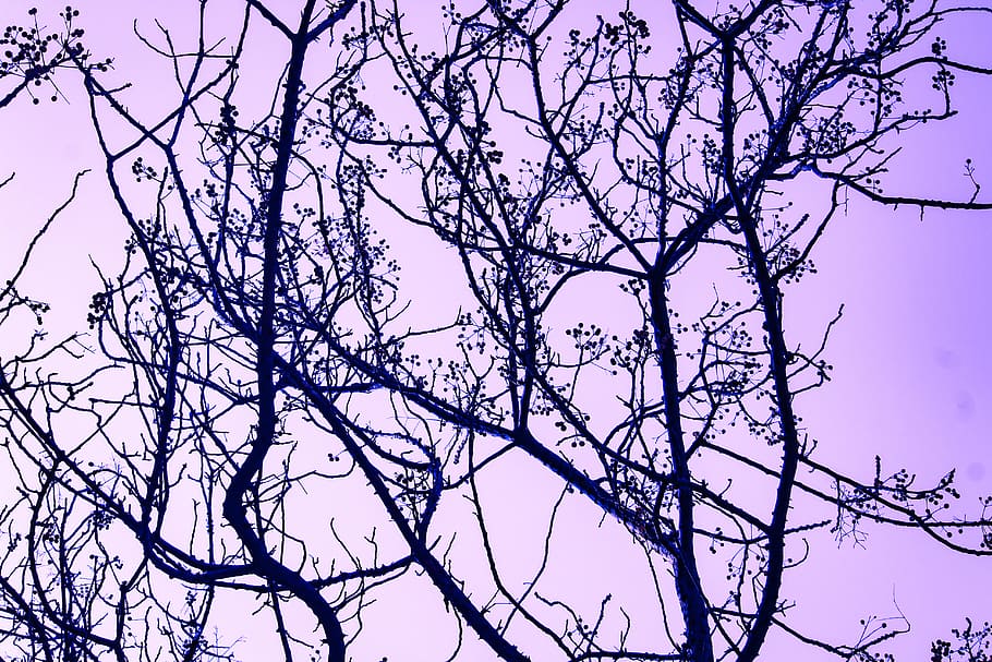 fotografia, branques dels arbres, branques, alba, vespre, caure, naturalesa, a l'aire lliure, silueta, arbres, boscos, arbre, planta, branca, vista d’angle baix, cel, bellesa a la natura, cap gent, arbre nu, tranquil·litat, creixement, dia, cel clar, planta amb flors, flor, color rosa, complexitat, primavera, copa de l'arbre, porpra, directament a sota, 5K