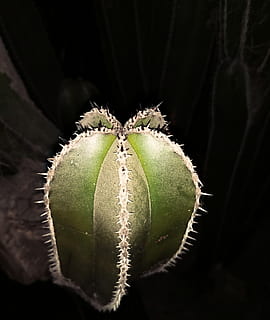 Mexico, tæt på, plante, vækst, ingen mennesker, skønhed i naturen, saftige plante, grøn farve, natur, fokus på forgrunden, blomst, studio skud, kaktus, friskhed, spiked, blomstrende plante, sort baggrund, udendørs, dag, botanik, torn, strittende, bægerblad, 1080P, CC0, offentligt domæne, royaltyfrie