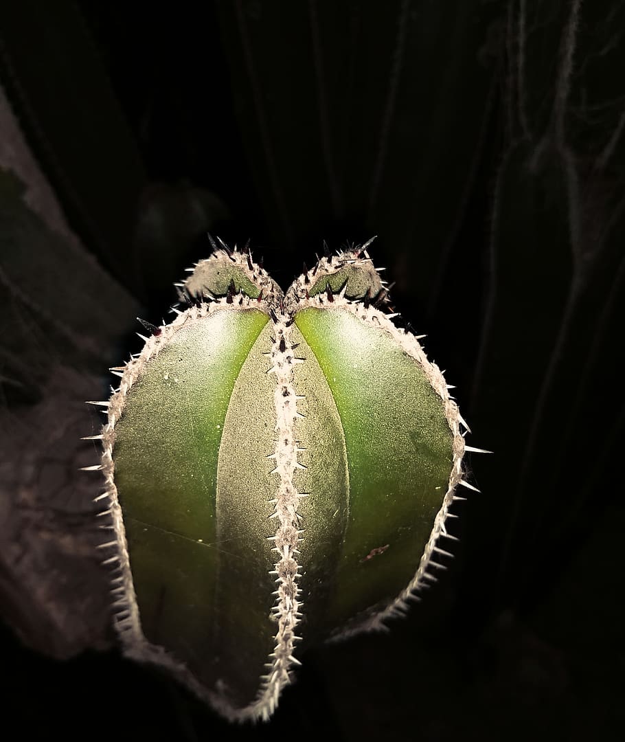 Mexico, tæt på, plante, vækst, ingen mennesker, skønhed i naturen, saftige plante, grøn farve, natur, fokus på forgrunden, blomst, studio skud, kaktus, friskhed, spiked, blomstrende plante, sort baggrund, udendørs, dag, botanik, torn, strittende, bægerblad, 1080P