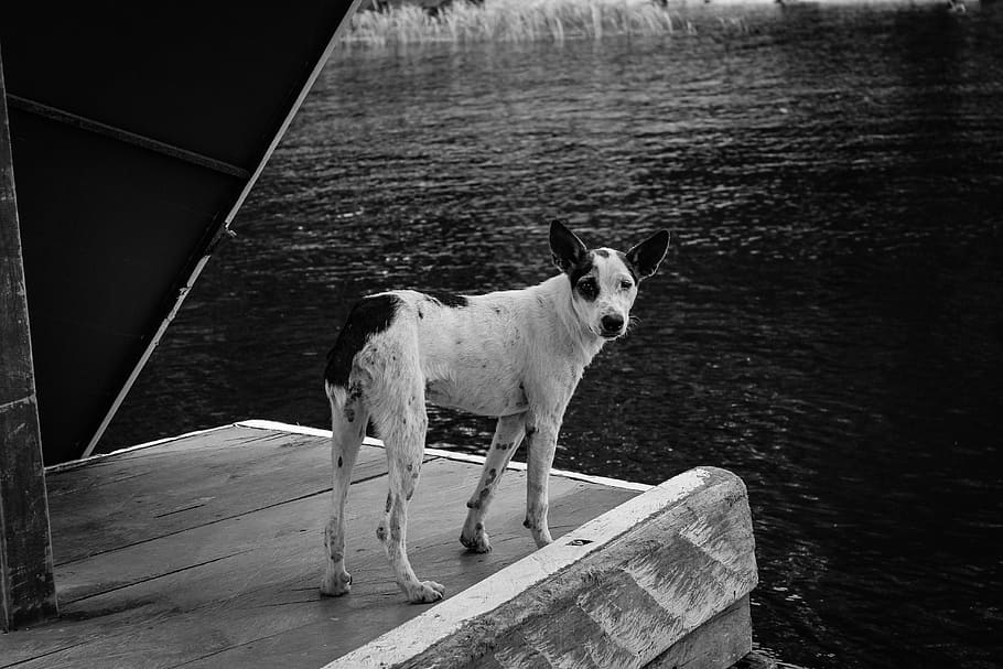 gos al moll, caní, mamífer, gos, animal, mascota, aigua, davant del mar, a l'aire lliure, boston bull, bulldog, fusta, cadell, port, moll, naturalesa, mobles, cadira, màquina, va parlar, temes d'animals, mascotes, un animal, nacional, animals domèstics, vertebrats, cap gent, dia, de peu, material de fusta, mirant, mirant cap a fora, llac, 5K