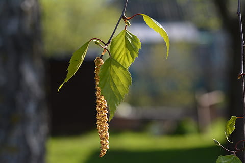 primavera, abedul, hoja, árbol, floración, planta, centrarse en primer plano, crecimiento, color verde, parte de la planta, naturaleza, de cerca, belleza en la naturaleza, nadie, día, al aire libre, frescura, vulnerabilidad, tallo de la planta, tranquilidad, fragilidad, hierba, botánica, 5K, CC0, dominio público, libre de derechos