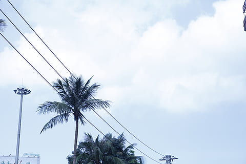 coqueiros, Palmeira, céu, clima tropical, árvore, nuvem - céu, plantar, visão de baixo ângulo, natureza, cabo, dia, ninguém, crescimento, eletricidade, beleza na natureza, ao ar livre, palmeira de coco, linha de energia, tecnologia, alto - alto, tranquilidade, árvore tropical, folha de palmeira, fonte de energia, 2K, CC0, domínio público, royalty free