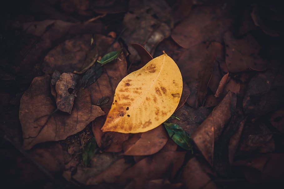 Blatt, abstrakt, Gelb, Baum, Wald, Hintergrund, Block, Rock, Pflanzenteil, Herbst, Veränderung, Blätter, Natur, trocken, keine Leute, Nahansicht, Pflanze, High Angle View, fallen, Feld, Land, direkt darüber, Tag, selektiver Fokus, draußen, orange Farbe, Ahornblatt, natürlicher Zustand, Herbstkollektion, 4K