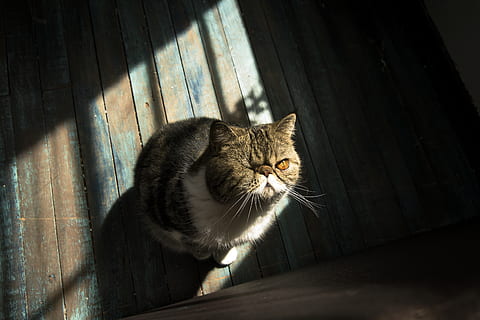 gat marró, gat, mamífer, mascota, animal, cistella, manx, abissini, nacional, gat domèstic, felí, mascotes, animals domèstics, temes d'animals, un animal, vertebrats, bigotis, llum solar, cap gent, a l'interior, dia, material de fusta, finestra, assegut, retrat, cap d’animals, gat persa, 2K, CC0, domini públic, lliure de regalies