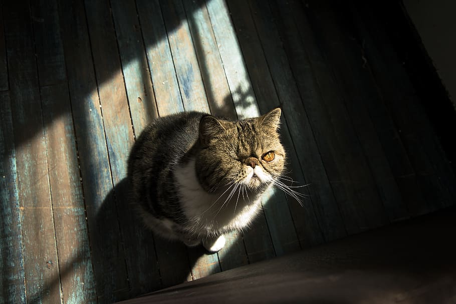 gat marró, gat, mamífer, mascota, animal, cistella, manx, abissini, nacional, gat domèstic, felí, mascotes, animals domèstics, temes d'animals, un animal, vertebrats, bigotis, llum solar, cap gent, a l'interior, dia, material de fusta, finestra, assegut, retrat, cap d’animals, gat persa, 2K