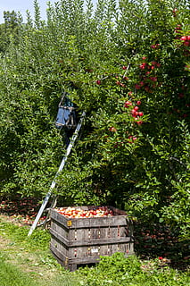 , fabriek, eten en drinken, gezond eten, voedsel, natuur, groei, boom, fruit, versheid, dag, groene kleur, geen mensen, welzijn, landbouw, appel - fruit, houder, buitenshuis, land-, veld-, boomgaard, rijp, 2K, CC0, publiek domein, royaltyvrij