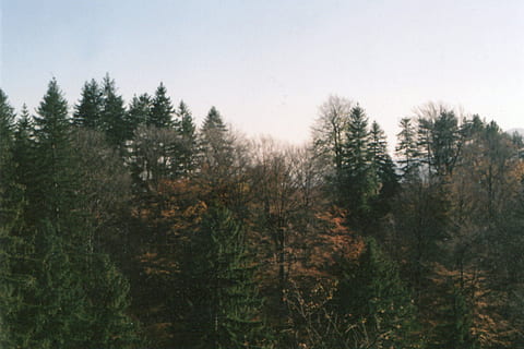 foto, verd, arbres de fulles, daurat, hores, alba, vespre, bosc, fulles, naturalesa, posta de sol, arbres, boscos, arbre, planta, pi, terra, dia, cap gent, arbre de coníferes, creixement, cel, tranquil·litat, bosc de pi, bellesa a la natura, escenics - natura, escena tranquil·la, escena no urbana, medi ambient, color verd, a l'aire lliure, arbre de fulla perenne, 2K, CC0, domini públic, lliure de regalies