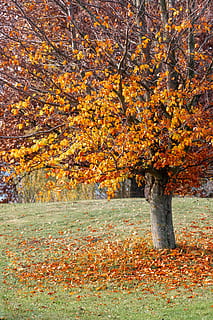 tree, plant, leaf, maple, tree trunk, maple leaf, ground, tomb, tombstone, crocus, flower, blossom, pet, animal, canine, dog, mammal, pointer, building, shelter, autumn, change, plant part, orange color, nature, beauty in nature, day, land, no people, outdoors, growth, tranquility, field, scenics - nature, autumn collection, landscape, tranquil scene, fall, natural condition, 5K, CC0, public domain, royalty free