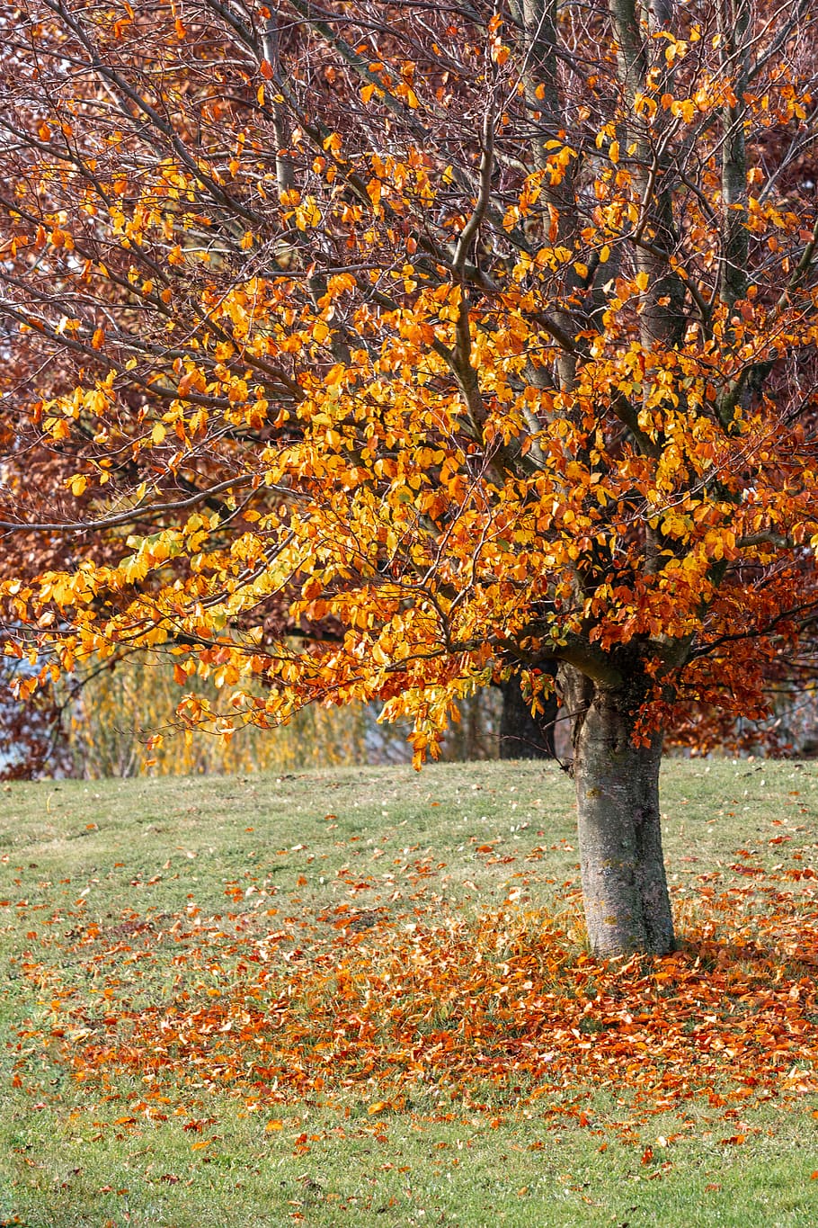 árbol, planta, hoja, arce, tronco de arbol, hoja de arce, suelo, tumba, lápida sepulcral, azafrán, flor, mascota, animal, canino, perro, mamífero, puntero, edificio, abrigo, otoño, cambio, parte de la planta, color naranja, naturaleza, belleza en la naturaleza, día, tierra, nadie, al aire libre, crecimiento, tranquilidad, campo, paisajes - naturaleza, colección de otoño, paisaje, escena tranquila, condición natural, 5K