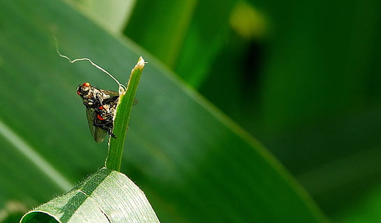 two, black, fly, mating, green, leaf, insect, invertebrate, animal wildlife, animal themes, animal, plant part, animals in the wild, green color, close-up, nature, plant, one animal, no people, day, outdoors, focus on foreground, selective focus, animal wing, 1080P, CC0, public domain, royalty free