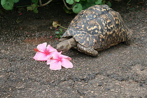 turtle, tortoise, flower eater, tortoise shell, armored, hungry, creature, animals, eat, pink color, flower, reptile, animal, plant, animal themes, flowering plant, nature, close-up, animal wildlife, one animal, no people, beauty in nature, animals in the wild, day, vertebrate, outdoors, high angle view, 4K, CC0, public domain, royalty free