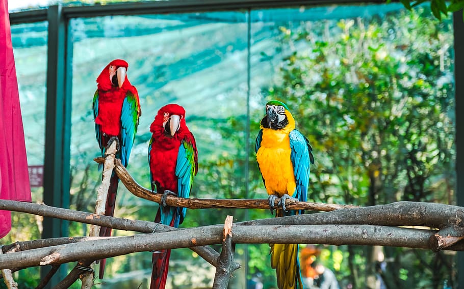 tres periquitos de colors assortits, animal, ocell, lloro, guacamai, humà, persona, zoo, ramat, bec, pantalla, electrònica, monitor, pantalla lcd, mascota, periquito, tropical, lloro gris africà, jay, la vida marina, vertebrats, temes d'animals, posat, fauna animal, grup d’animals, arbre, animals a la natura, dos animals, guacamal escarlata, cap gent, vermell, branca, centrar-se en primer pla, dia, bellesa a la natura, naturalesa, a l'aire lliure, 4K