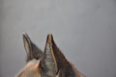 cane, orecchie, sfondo, lana, pelliccia, un animale, temi animali, animale, mammifero, parte del corpo animale, fauna selvatica, nessuno, animali allo stato selvatico, animali domestici, testa di animale, copia spazio, avvicinamento, vertebrato, grigio, girato in studio, domestico, sfondo grigio, concentrarsi sulle conoscenze acquisite, capelli, 4K, CC0, dominio pubblico, privo di copyright