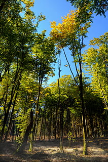 Wald, Bäume, Sonne, Licht, Herbst, Boden, Waldboden, Nebel, Bodennebel, Baum, Pflanze, Wachstum, Ruhe, Schönheit in der Natur, Natur, Land, keine Leute, ruhige Szene, Himmel, Sonnenlicht, Tag, Szenen - Natur, draußen, grüne Farbe, Baumstamm, Kofferraum, Nicht-städtische Szene, Schatten, 5K, CC0, gemeinfrei, lizenzfrei