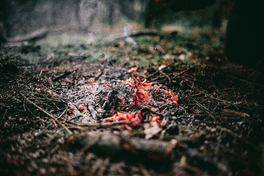 branques ardents, enfocament selectiu, naturalesa, terra, dia, cap gent, bosc, arbre, primer pla, a l'aire lliure, planta, cremant, foc, material de fusta, camp, flama, fusta, part de la planta, foguera, registre, tardor, nivell superficial, 5K