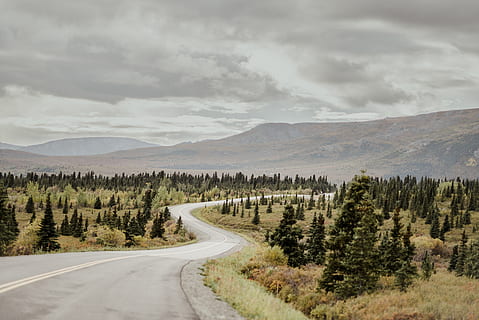 grønne blade, vej, grusvej, grus, Forenede Stater, denali nationalpark og bevare, træ, natur, landskab, Skov, blæsende vej, bjerg, buede vej, buet vej, natureforest, skov bjergskråning, Mark, Denali, plante, flora, nåletræ, sky - himmel, scenics - natur, himmel, skønhed i naturen, rolig scene, miljø, ro, ikke-urbane scene, ingen mennesker, transportmidler, retning, vejen frem, dag, jord, bjergkæde, udendørs, lang, 5K, CC0, offentligt domæne, royaltyfrie
