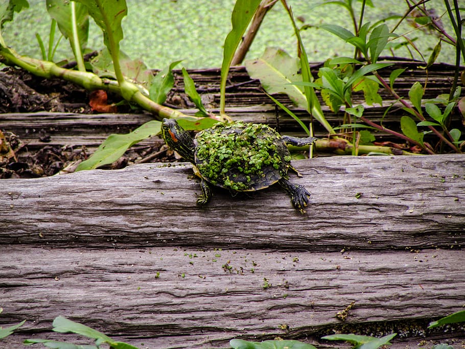 skildpadde på træ, græsklædte ø, Forenede Stater, skildpadde, hav liv, krybdyr, dyr, flora, plante, mos, ingen mennesker, træ - materiale, grøn farve, vækst, natur, dag, træ, udendørs, tæt på, dyre temaer, dyr i naturen, dyreliv, plante del, blad, mad, et dyr, mad og drikke, fokus på forgrunden, 2K