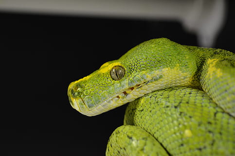 serpente, rettile, pitone albero verde, verde, pitone, animale, temi animali, un animale, fauna selvatica, vertebrato, animali allo stato selvatico, avvicinamento, colore verde, parte del corpo animale, sfondo nero, nessuno, testa di animale, lucertola, natura, concentrarsi sulle conoscenze acquisite, all'aperto, guardando lontano, acqua, girato in studio, scala animale, occhio animale, foresta pluviale, 4K, CC0, dominio pubblico, privo di copyright
