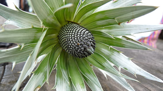 fiore, foresta, montare, monti, montagne, natura, foreste, escursioni a piedi, inverno, verde, paesaggio, pianta, crescita, colore verde, avvicinamento, nessuno, freschezza, foglia, parte vegetale, giorno, bellezza nella natura, concentrarsi sulle conoscenze acquisite, pianta fiorita, cibo, cibo e bevande, all'aperto, botanica, mangiare sano, terra, letto di fiori, 2K, CC0, dominio pubblico, privo di copyright