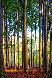 alberi, faggio, foresta, le foglie, misterioso, natura, albero deciduo, luminosa, ceppo, mistico, abbaiare, legna, albero, pianta, terra, tronco, tronco d'albero, bosco, bellezza nella natura, crescita, la tranquillità, scena tranquilla, giorno, scenics - natura, nessuno, ambiente, scena non urbana, all'aperto, idilliaco, abbondanza, bambù - pianta, 5K, CC0, dominio pubblico, privo di copyright