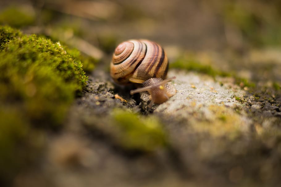 cargol marró, animal, macro, naturalesa, shell, lent, slug, cargol, mol·lusc, enfocament selectiu, temes d'animals, invertebrat, fauna animal, gasteròpode, un animal, animals a la natura, primer pla, closca d’animals, dia, cap gent, sòlid, a l'aire lliure, avorriment, planta, rastreig, petit, 5K