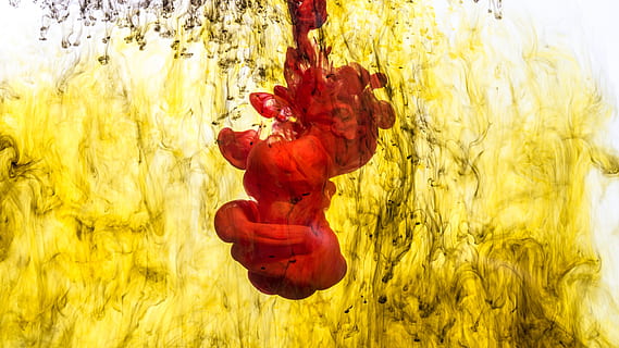 red, ink drop, yellow, liquid, photo, Backgrounds, Textures, Abstract, Creative, plant, nature, close-up, hanging, no people, flowering plant, flower, beauty in nature, freshness, outdoors, day, growth, focus on foreground, food and drink, food, flower head, petal, multi colored, 4K, CC0, public domain, royalty free