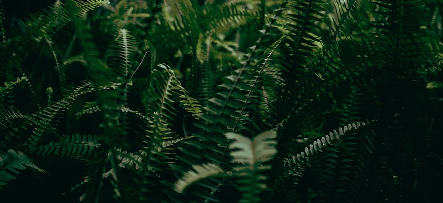 plantes verdes, falguera, planta, flora, seu de l'administració nacional de canoveral, Estats Units, titusville, arbre, vegetació, verd, naturalesa, tropical, fons de pantalla, bosc, tija, sòl del bosc, conífera, herba, plantes, arbres, creixement, color verd, bellesa a la natura, primer pla, pi, cap gent, arbre de coníferes, dia, full, part de la planta, centrar-se en primer pla, tranquil·litat, marc complet, branca, a l'aire lliure, agulla - part de la planta, avet, 5K