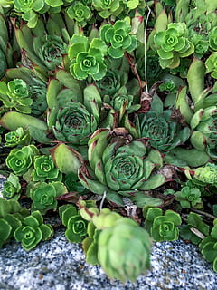green, pattern, raw, water, foliage, light, health, salad, botany, decoration, ingredient, spring, garden, detail, closeup, flower, close, freshness, color, diet, green color, food and drink, food, healthy eating, wellbeing, no people, growth, day, leaf, full frame, plant part, plant, vegetable, nature, backgrounds, close-up, beauty in nature, large group of objects, abundance, outdoors, 4K, CC0, public domain, royalty free