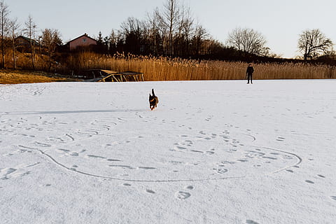middle, frozen, lake, magic hour, nature, sunset, winter, snow, outdoors, dom, adventure, cane, cold temperature, pets, animal, domestic, domestic animals, canine, mammal, dog, animal themes, one animal, vertebrate, day, field, land, tree, covering, 4K, CC0, public domain, royalty free