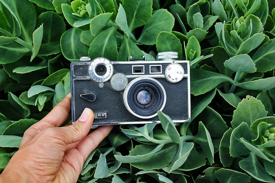 argus, kamera argus, starý, starý fotoaparát, černý fotoaparát, zelená, tapeta na zeď, tapeta fotoaparátu, letní tapety, Příroda, fotoaparát v přírodě, starý fotoaparát v přírodě, lidské ruky, ruka, část lidského těla, jedna osoba, skutečných lidí, fotografická témata, hospodářství, technologie, rostlinné části, osobní perspektivy, list, fotoaparát - fotografické vybavení, životního stylu, zelená barva, retro stylu, rostlina, volnočasové aktivity, k nepoznání člověka, den, část těla, prst, venku, fotograf, digitální fotoaparát, 5K