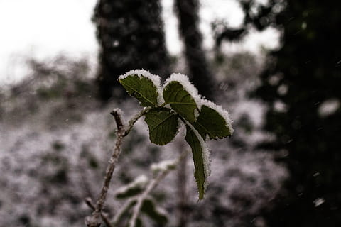 눈, 잎, 겨울, 얼음, icecold, 안부, 감기, 이파리, 잎에 눈이 내린다., 식물, 꽃, 닫다, 매크로, 눈송이, 줄기, 자연, 겨울 왕국, 벽지, 들, 성장, 전경 초점, 일, 아무도, 자연의 아름다움, 채색, 선택적 포커스, 옥외, 나무, 평온, 식물 부분, 취약성, 나라, 취약점, 선도, 침엽수, 5K, CC0, 공개 도메인, 로열티 무료