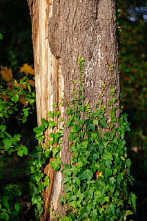 log, Ranke, bark, vedbend, træ, bar, klatrer plante, tæt på, sollys, belysning, baggrundsbillede, grøn, efterår, fouling, egetræ, natur, bagagerum, plante, træstamme, fokus på forgrunden, vækst, grøn farve, dag, ingen mennesker, skønhed i naturen, udendørs, jord, blad, ro, Skov, plante del, tekstureret, lichen, 4K, CC0, offentligt domæne, royaltyfrie