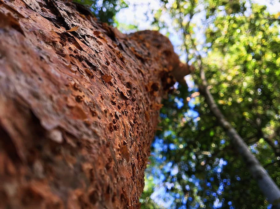 mexicà, tulum, arbre, planta, vista d’angle baix, tronc de l'arbre, centrar-se en primer pla, naturalesa, tronc, textura, dia, cap gent, enfocament selectiu, primer pla, creixement, aspre, marró, a l'aire lliure, bellesa a la natura, terra, rock, escorça de la planta, 4K