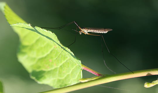 ยุง, Insecta, ใบไม้, แมโคร, ชีววิทยา, สัตว์, สัตว์ที่ไม่มีกระดูกสันหลัง, แมลง, สัตว์ป่า, ส่วนของพืช, สัตว์ในป่า, ธีมสัตว์, สัตว์หนึ่งตัว, ใกล้ชิด, สีเขียว, ธรรมชาติ, ไม่มีคน, วัน, ปลูก, เลือกโฟกัส, มุ่งเน้นไปที่เบื้องหน้า, กลางแจ้ง, สัตววิทยา, การเจริญเติบโต, 2K, CC0, โดเมนสาธารณะ, ค่าลิขสิทธิ์ฟรี