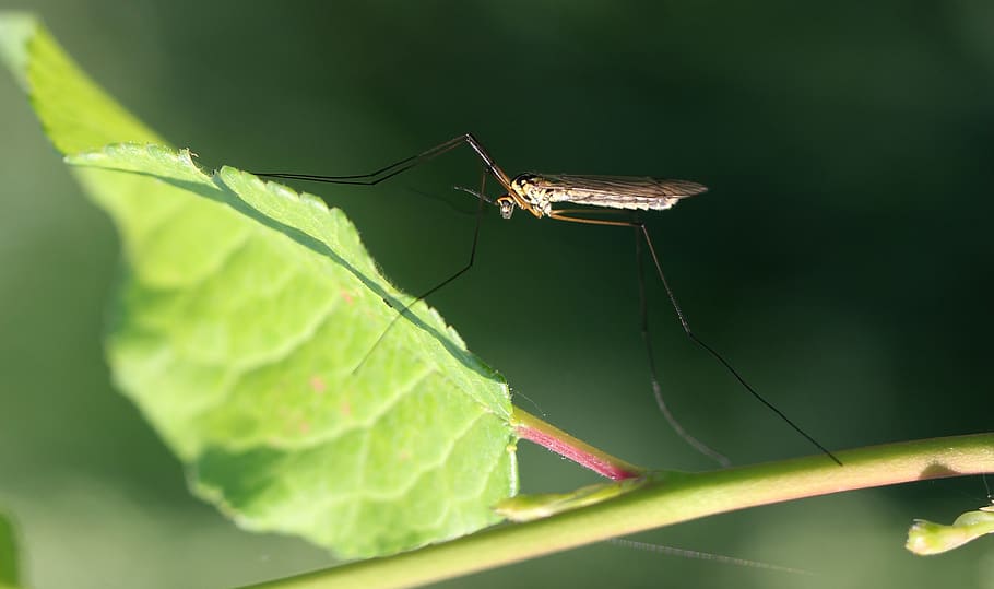 ยุง, Insecta, ใบไม้, แมโคร, ชีววิทยา, สัตว์, สัตว์ที่ไม่มีกระดูกสันหลัง, แมลง, สัตว์ป่า, ส่วนของพืช, สัตว์ในป่า, ธีมสัตว์, สัตว์หนึ่งตัว, ใกล้ชิด, สีเขียว, ธรรมชาติ, ไม่มีคน, วัน, ปลูก, เลือกโฟกัส, มุ่งเน้นไปที่เบื้องหน้า, กลางแจ้ง, สัตววิทยา, การเจริญเติบโต, 2K